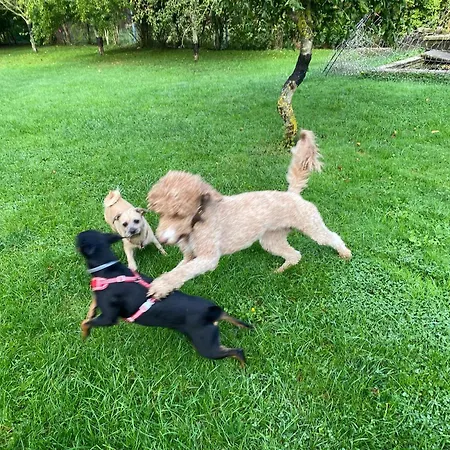 Familienurlaub Mit Hund An Der Ostsee * Admannshagen-Bargeshagen