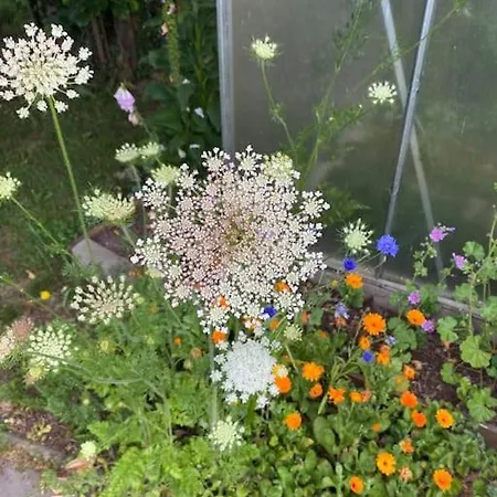 Familienurlaub Mit Hund An Der Ostsee * Admannshagen-Bargeshagen